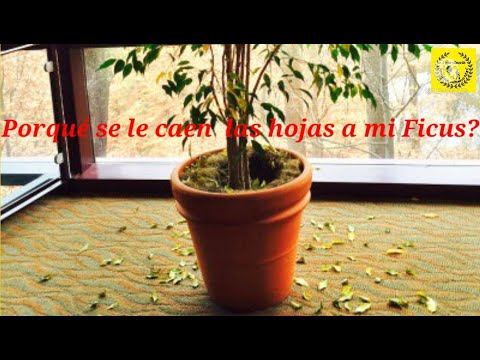 Video: ¿Por qué caen las hojas de los ficus?