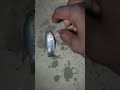 fishing video !! Ye konshi fish mil gai#marinemystery#oceanfishing#shorts #viral #animals