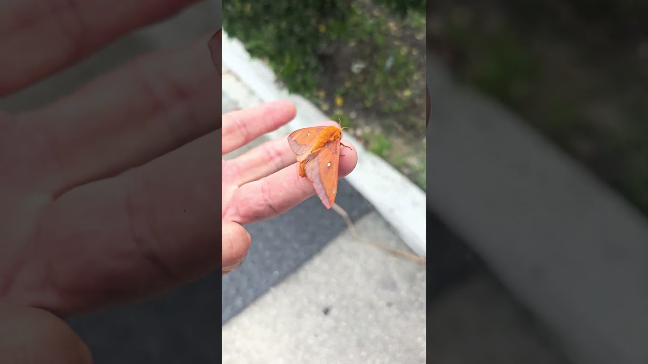 Pink-Striped Oakworm Moth