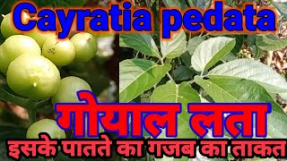 गोयाल लता के फायदे/Cayratia pedata benefit//गोधापदी के फायदे/Velutta sorivalli