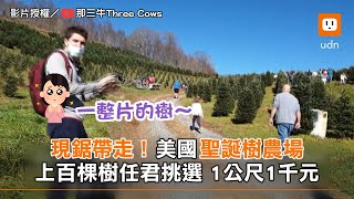 現鋸帶走！美國聖誕樹農場 上百棵樹任君挑選 1公尺1千元︱生活︱聖誕節 @cndick