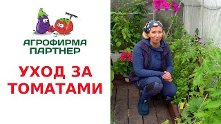 УХОД ЗА ТОМАТАМИ