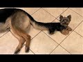Funny animals - Funny cats / dogs - Funny animal videos 199