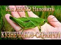 Как Легко Наловить Кузнечиков! Одна из Лучших Наживок для Ловли Язя