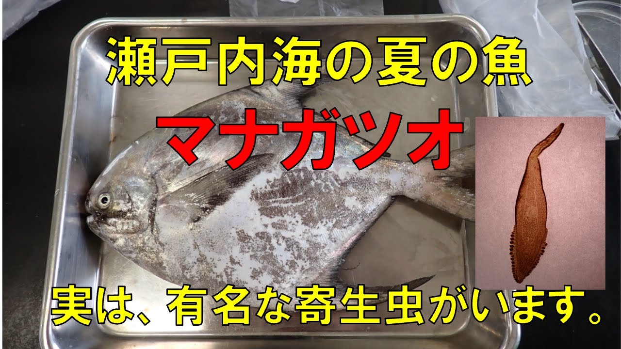 瀬戸内海のさかな 四季折々ひろしまの旬の推し魚｜瀬戸内さかな 〜ひろしまならではの