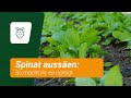 Spinat richtig aussäen: Mit diesen Tipps kein Problem 🙏