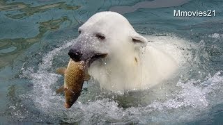 コイを捕るホッキョクグマ　ユキオとツヨシ(釧路市動物園)~Polar Bears catching fish