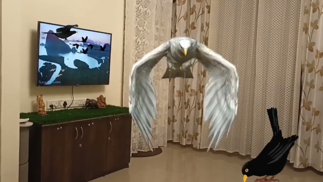 BIRD'S......