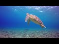 Bgv muin turtle background effects  copyright free download no copyright stock footage