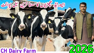 Download Lagu  Imported Breeder \u0026 HF Heifers For Sale in Pakistan 🇵🇰 | Biggest Dairy Deal 2026 | PK Janwar Mandi MP3