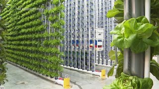 Indoor farms bloom despite challenges screenshot 2
