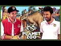 NUEVO *ZOO WIGETTA* Increible dlc AUSTRALIA! (PLANET ZOO)