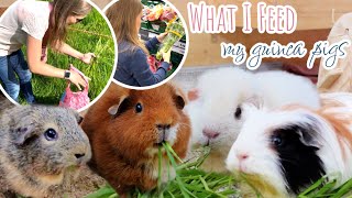 Guinea Pig Food Routine | Picking Fresh Grass, Shopping + Cooking for the Piggies