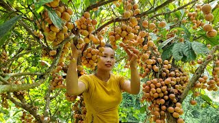 Harvest wild grapes to sell to the market - weeding in the garden - Lý Thị Sai
