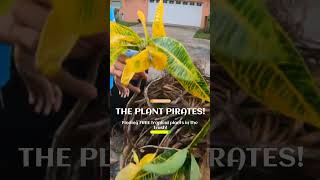 We found a beautiful free discarded tropical rainbow colored Croton plant in the trash!