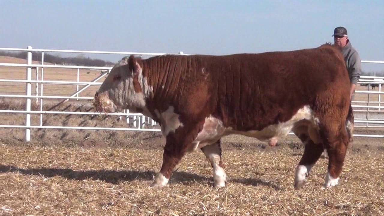 camera iphone 8 plus apk Express Ranches Lot 222