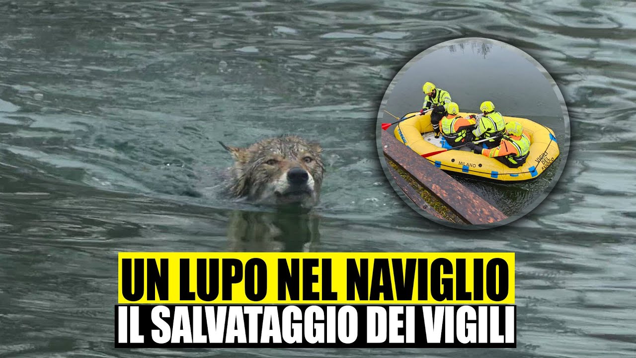 Un lupo è intrappolato nel Naviglio a Milano: il video del salvataggio ...