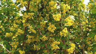 видео: Смородина золотистая,итоги зимнего черенкования,и методы формировки кустарника на разную высоту. картинка: Смородина золотистая,итоги зимнего черенкования,и методы формировки кустарника на разную высоту.