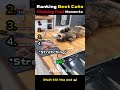 Ranking Best Cat Stealing Food Moments 🐱🍕