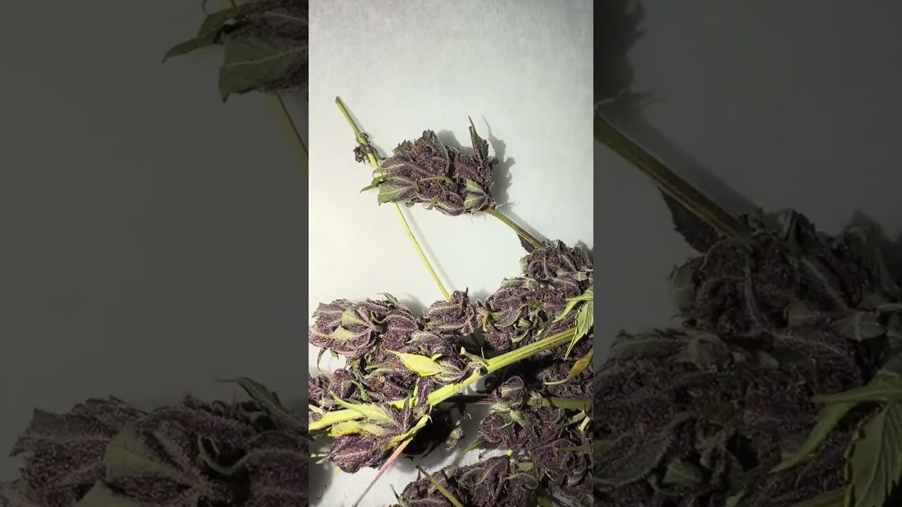 The end of a purple plant 