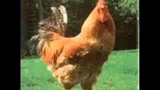 انشودة ديكي ضاع من ضيعه-._low.mp4