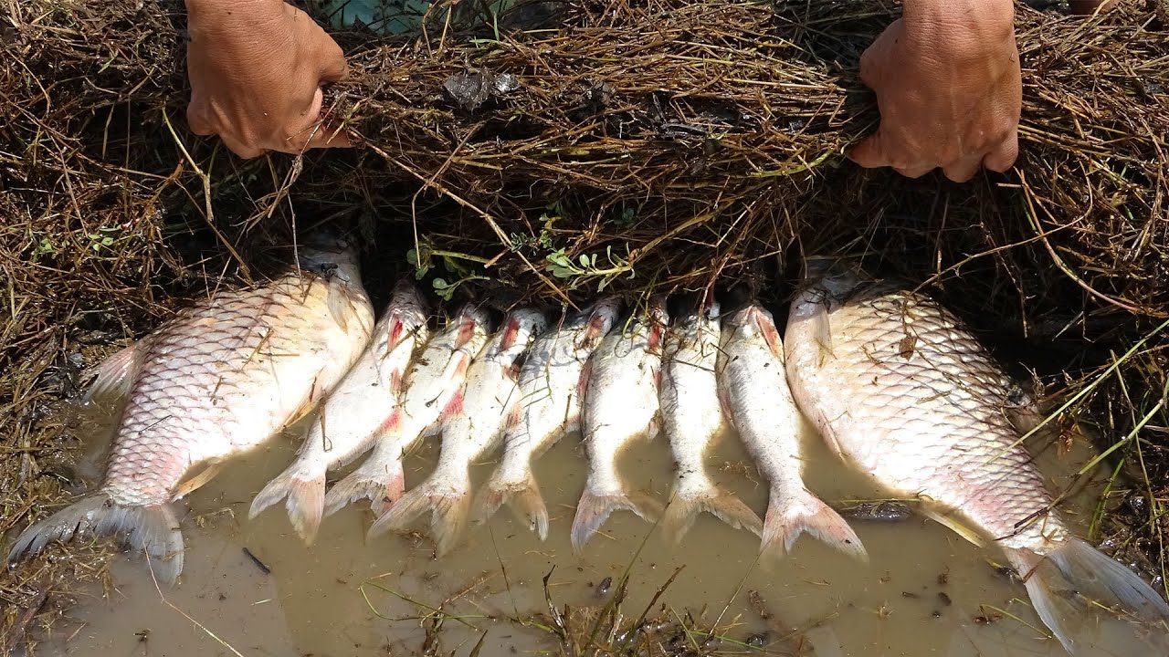 Amazing dry season find big fish by hand - New fishing 2020 - YouTube