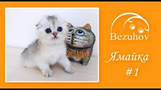 Ямайка - нежная лапушка // Шотландские котята Ямайка - нежная лапушка // Шотландские котята
