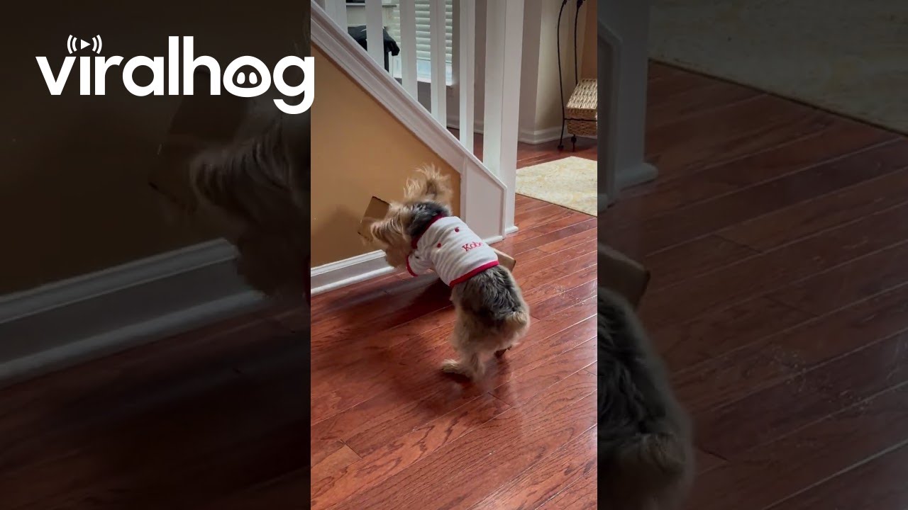 Yorkie Tears Apart Package || ViralHog