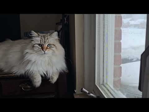 Jan 2026 Simba Watching Feeding The Squirrels Walnuts 