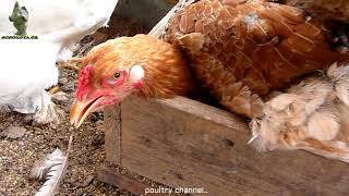 brahma chickens - how many brahma hens can laying eggs in the one nest box ??AGROKOTA.GR