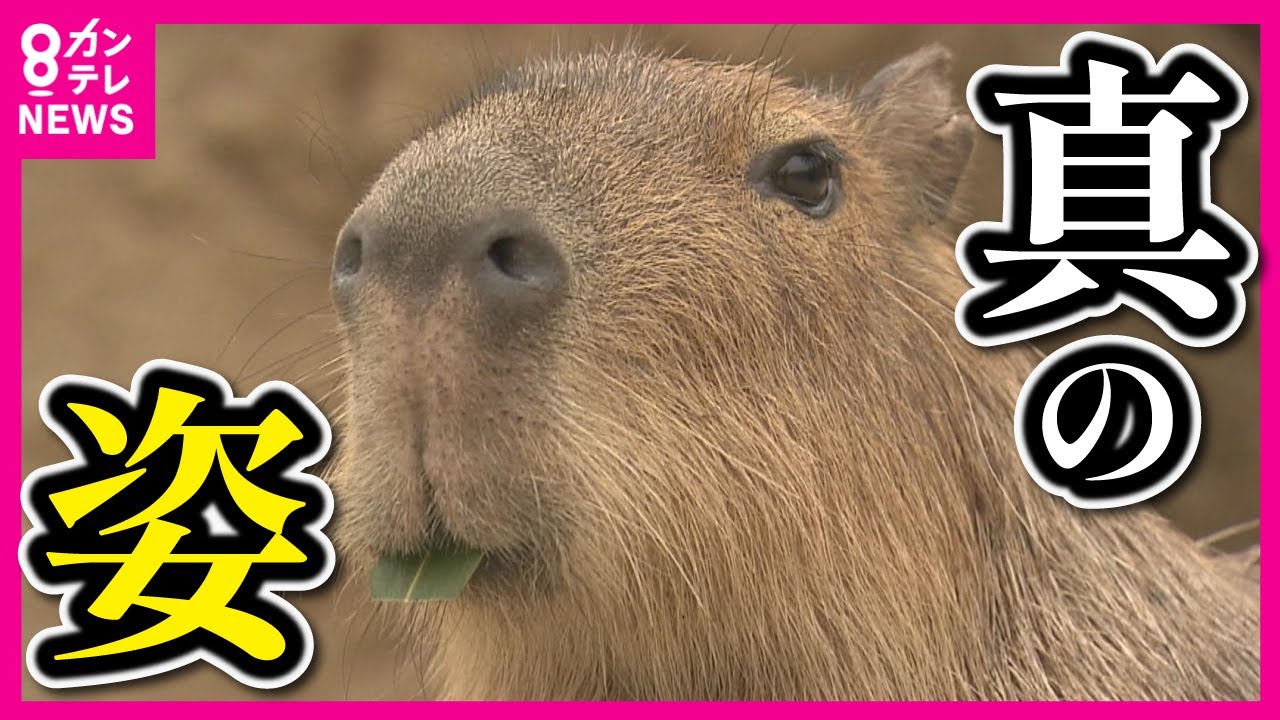こだわりは「野生の姿」】世界最大のネズミ・カピバラと触れ合える