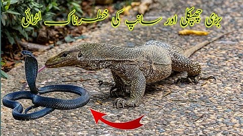Black cobra vs monitor lizard encounter |