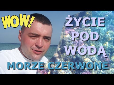 Wideo: Życie morskie Morza Czerwonego