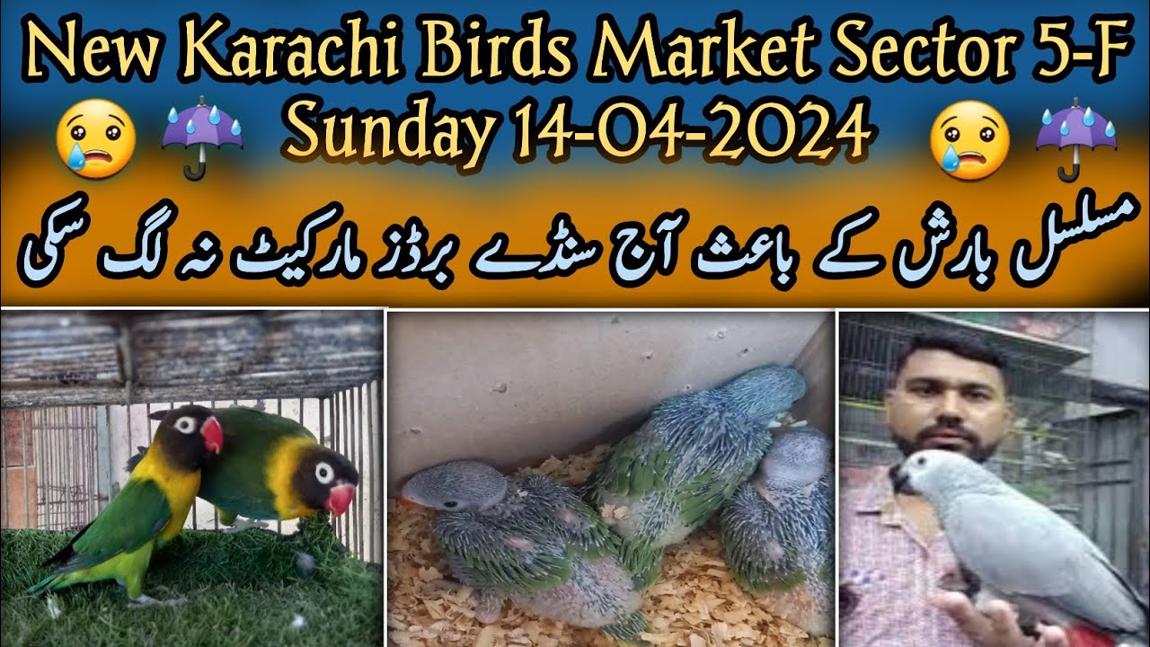 New Karachi Birds Market Sector 5F Sunday 14042024Sunday Bird