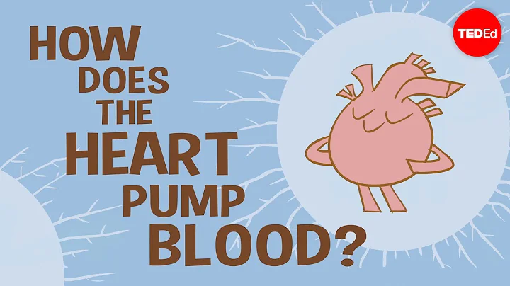 How the heart actually pumps blood - Edmond Hui - DayDayNews