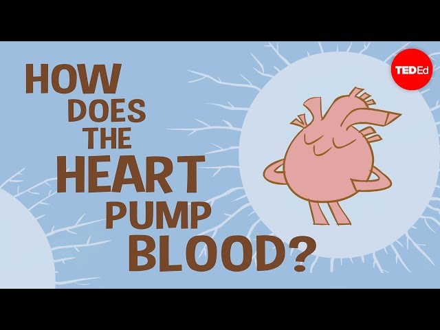 How the heart actually pumps blood - Edmond Hui class=