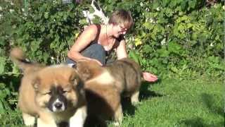 Caucasian Shepherd puppies - boys 2 months. For Sale!