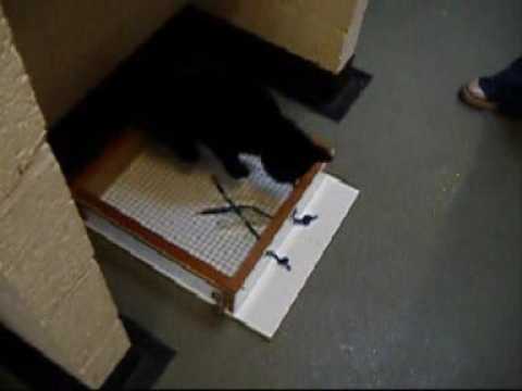 Cats trying to get treats on bits of string