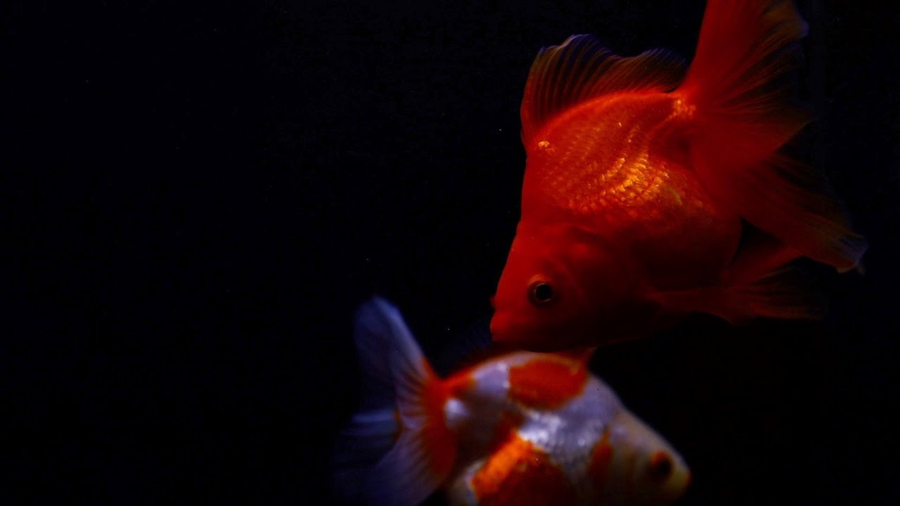 琉金 超絶美しい フィルター停止6日目の金魚の様子 Day 6 Without Filtration Goldfish Is Really Beautiful アクアリウム Youtube 琉金 超絶美しい フィルター停止6日目の金魚の様子 Day 6 Without Filtration Goldfish Is Really Beautiful アクアリウム Youtube