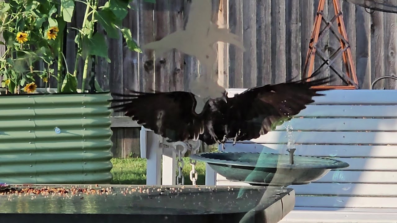 The Crow and the Mockingbird - YouTube