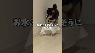 黒柴の失態…誰も見ていないどう思ったら😎