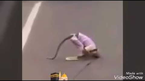 تلاوة بمقام الكرد مشاري العفاسي اواخر سورة الحشر