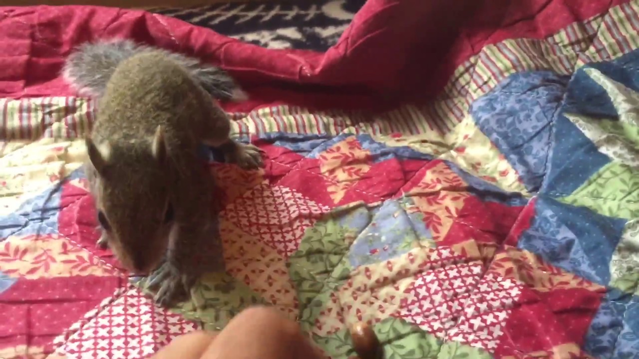 Squirrel in House 1 YouTube