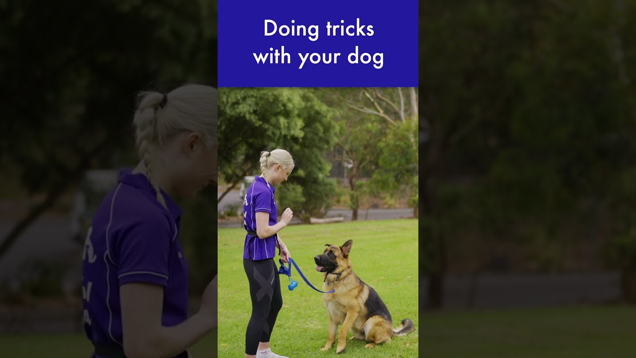 Why teach you dog tricks?