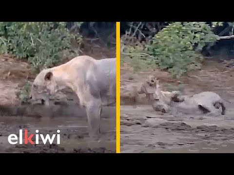 How Black Mamba Venom Affects Lions
