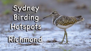 Sydney Birding Hotspots  #19 Richmond