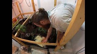 Transplanting into Existing Living Soil Bed for 2nd Crop