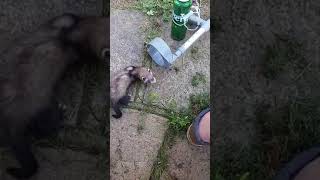 Young Ferret Playing And Meeting Lurcher And Terrier