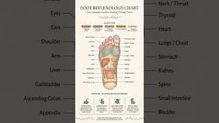 Foot Reflexology Chart Explained 👣 ! Foot Reflexology Chart #footreflexology #shorts