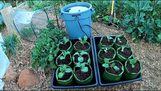 Green Bags® Colourful & Versatile Plant Bags for the Urban Gardener —  Gingerbread World